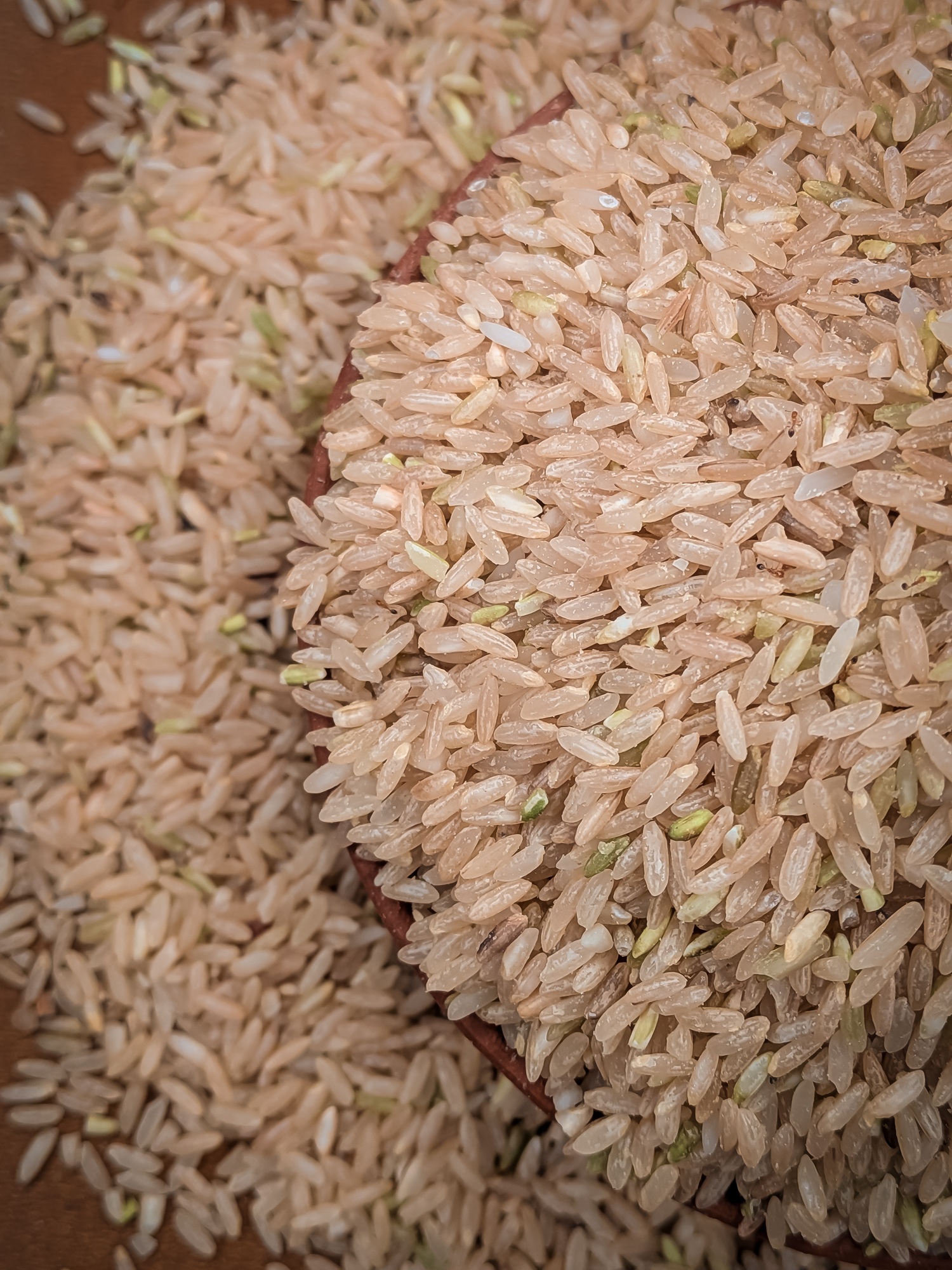 Mysore Malliga - Image 2